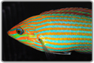 Melanurus Wrasse